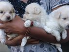 Lion Pomeranian Puppies