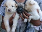 Lion Pomeranian Puppies