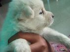 Lion Pomeranian Puppies