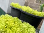 පතොක් Plants