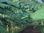 පටක රෝපන පැ ළ | Banana plants