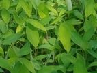 පටක රෝපණ කෙසෙල් පැළ