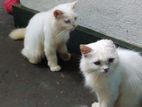 Pure Breed Persian Cats