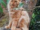 Persian Cat