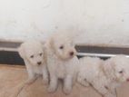 Poodle Puppies