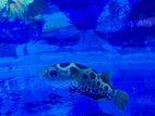 Puffer Fish