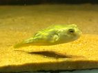 Puffer Fish