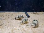 Puffer Fish