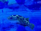Pufffer Fish