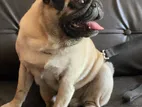 Pug Dog for Crossing