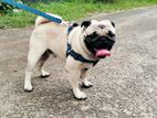 Pug Dog for Crossing