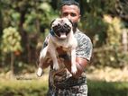 Pug Dog for Crossing
