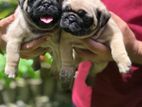 Pug Puppy Dog