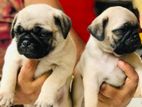 Pug Dog