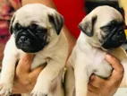 Pug Dog