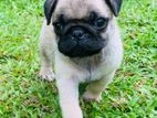 Pug Dog