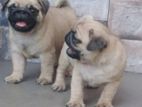 Pug Dog