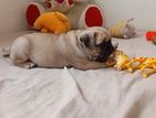 Pug Dog