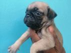 Pug Dog