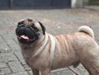 Pug Dog