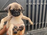 Pug Dog Puppy