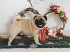 Pug Dog for Crossing