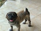pug dog