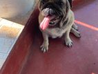 Pug Dog