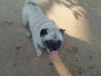 Pug Dog