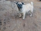 Pug Dog