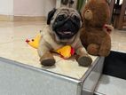 Pug Dog
