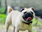 Pug Dog
