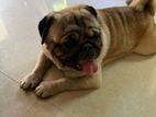 Pug Male Dog