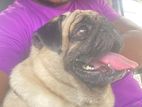 Pug Dog For Stud