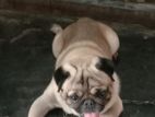 Pug Dog