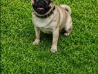 Pug Femal Dog