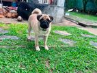 Pug Female 9 months old