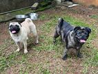 Pug Female Dog