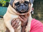 Pug Female Dog