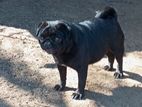Pug Female dog