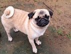 Pug Female Dog