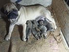 Pug Female Puppy