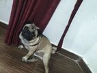 Pug Male Dog for Kind Home
