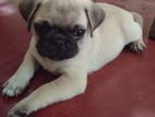 Pug Puppy