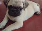 Pug Puppy