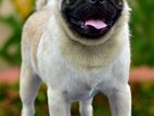 PUG MALE AVAILABLE FOR CROSSING
