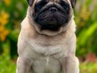 Pug Male for Crossing