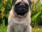 Pug Male Available for Crossing (stud)