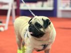 Pug Male Dog for Crossing
