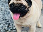 Pug Male Dog for Crossing